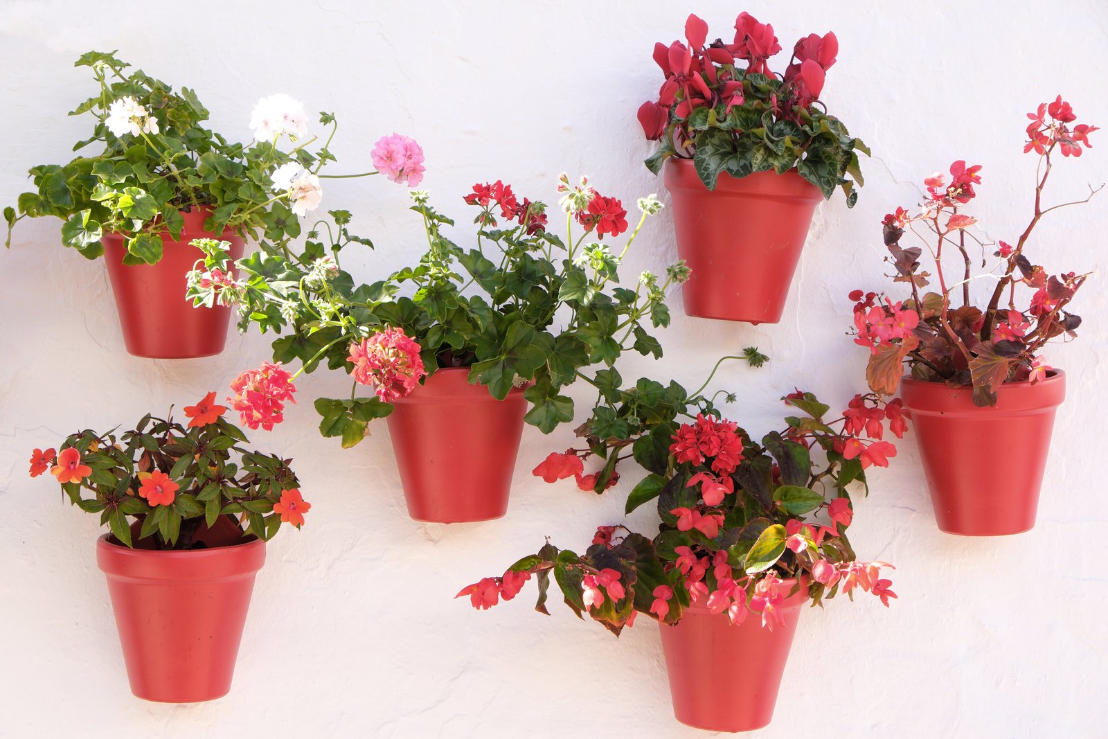 Flowering Plants