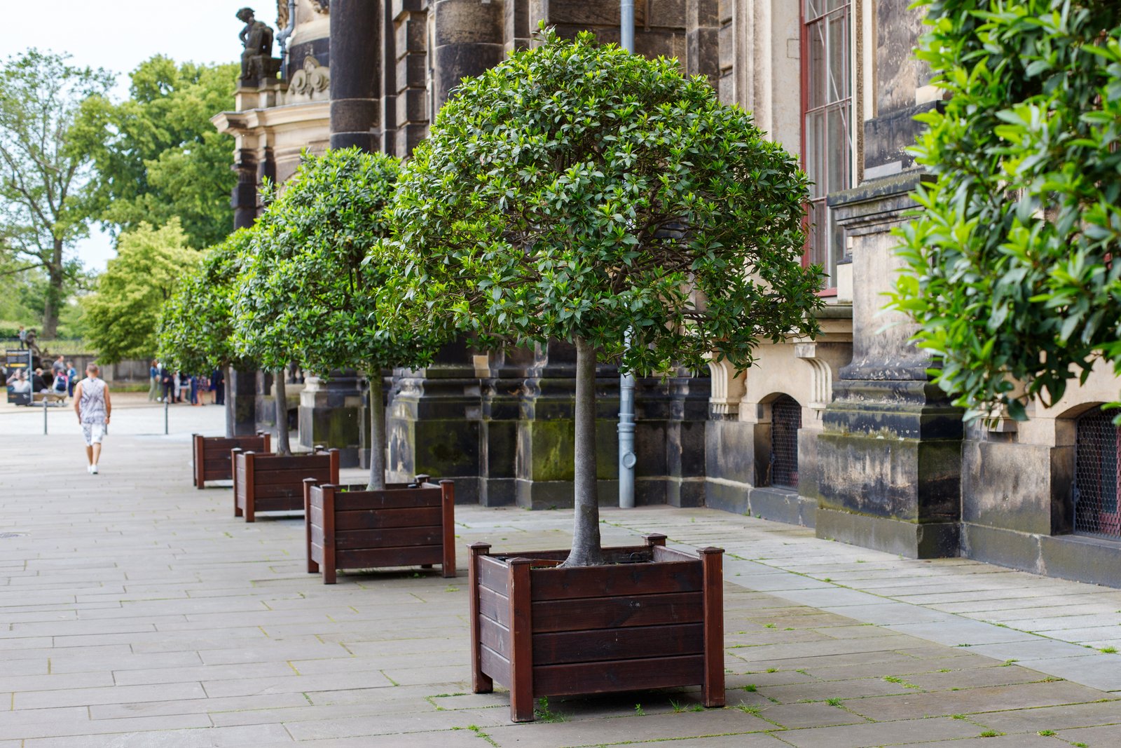 Avenue & Decorative Plants